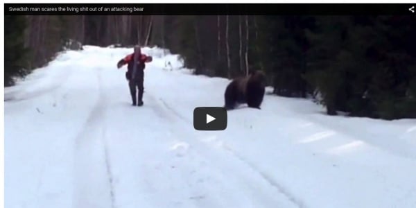 bear