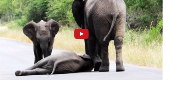 elephant