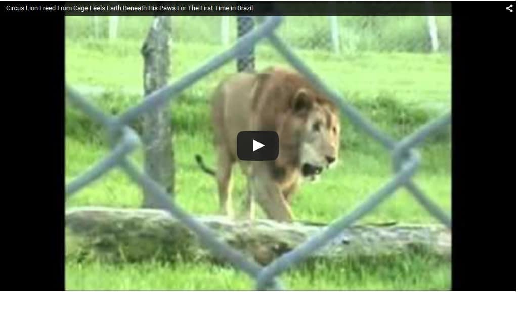 lion