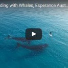 whales