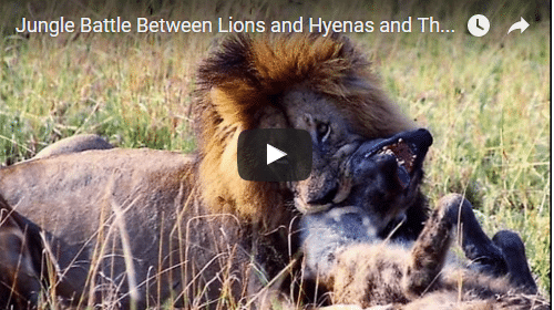Lions Vs Hyenas