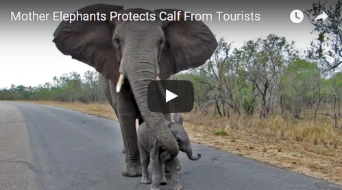 mama elephant