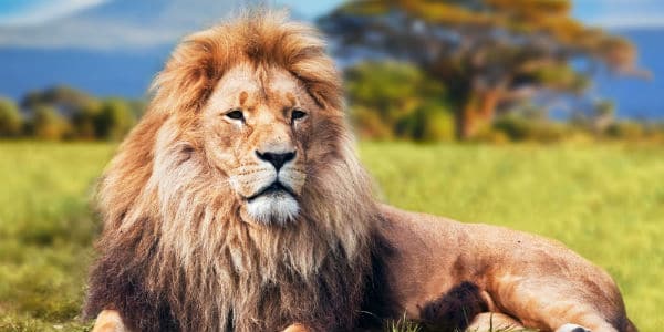 Public Outrage At Plan To Euthanize Sylvester The Lion