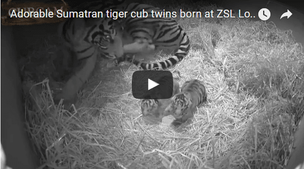 Sumatran Tigers