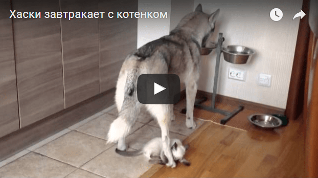 husky kitten