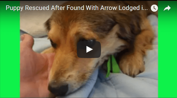 injured puppy