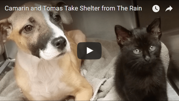 Kitten And Puppy Become Snuggle Buddies