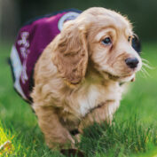 Sponsor a Puppy Potter