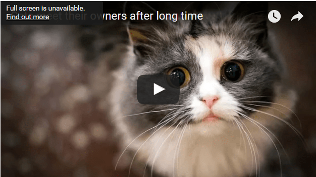 cats greeting owners
