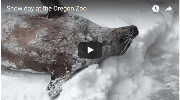 portland zoo