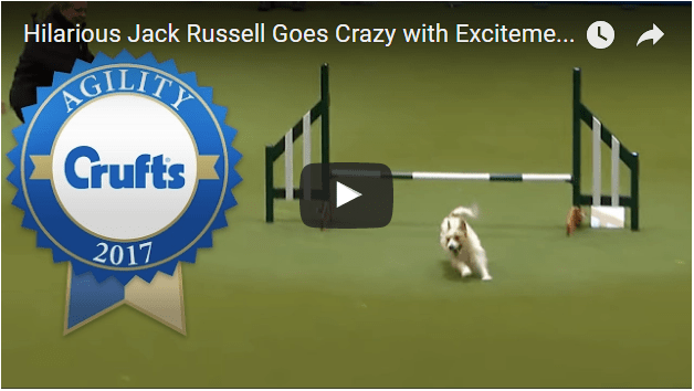 jack russell