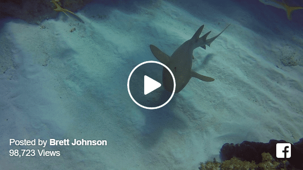 nurse shark