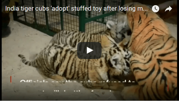 tiger cubs adopted