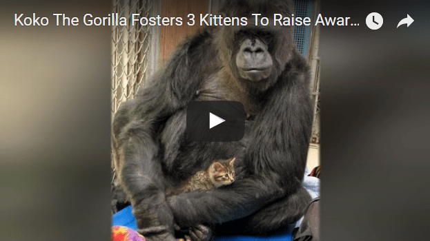 gorilla fosters kittens
