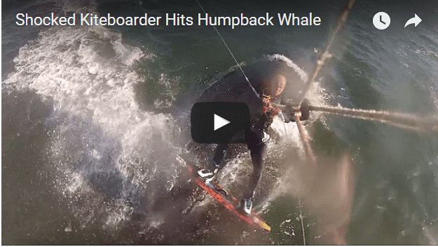 kiteboarder hits humpback whale
