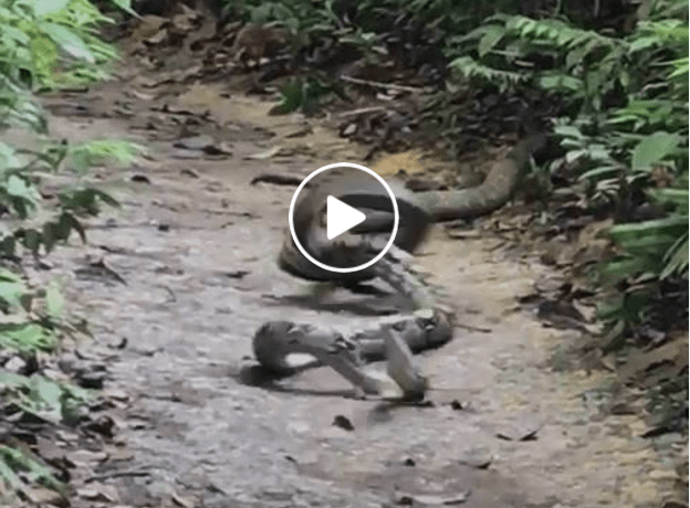 Watch This Video Of A King Cobra Killing A Python With Its Venomous Bite