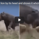 Hippo mauls lion
