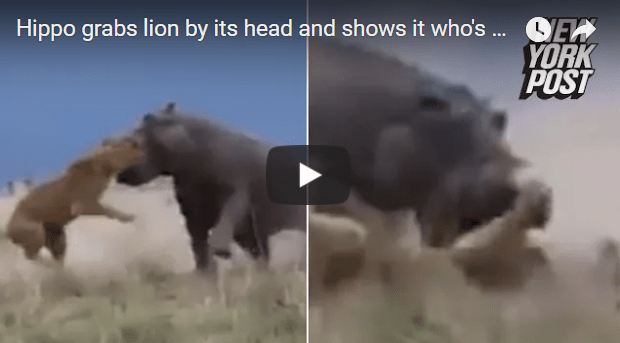 Hippo mauls lion