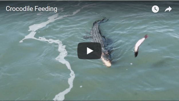 crocodile hunts shark