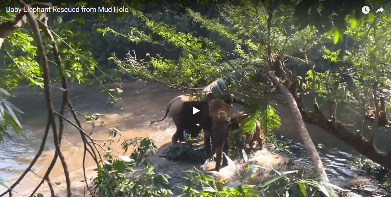 baby elephant rescued from well