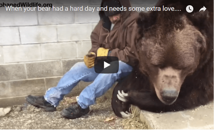 comfort-bear