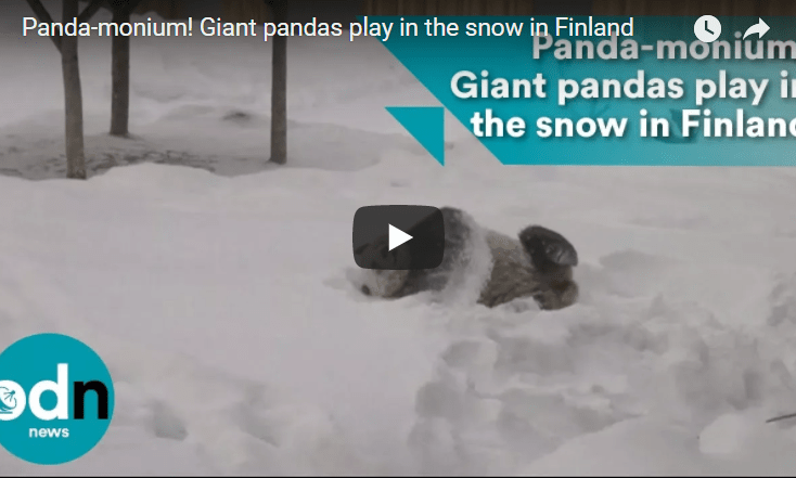 Pandas Playing In The Snow