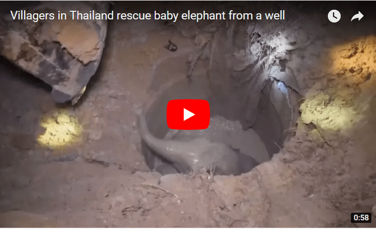 baby elephant rescue
