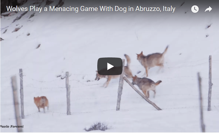 This Dog Displays Enormous Courage In Escaping A Wolf Pack