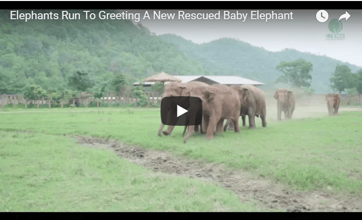 rescued elephant