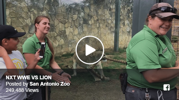 Wrestlers Lose To Lion Cub In Hilarious Tug Of War Video