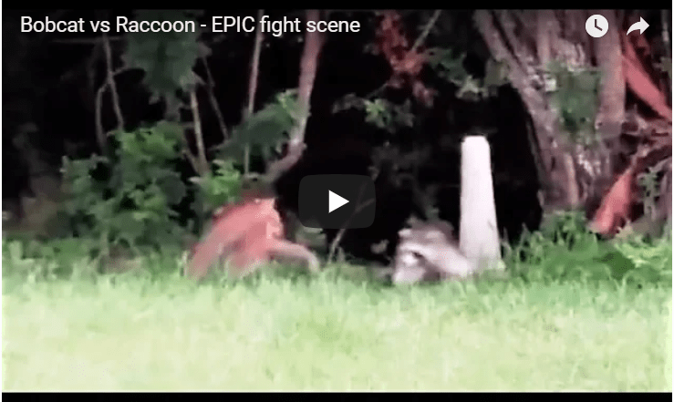 Watch This Mama Raccoon Defend Her Cubs From A Bobcat