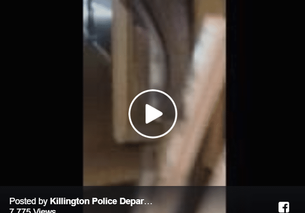 Imagine Coming Across A Bear When You Leave Your Hotel Room