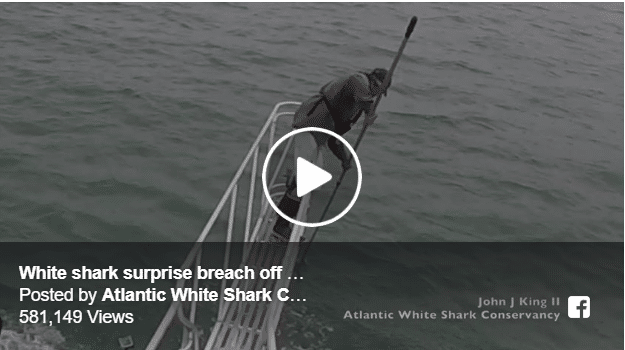 Biologist Has Close Call With Great White Shark