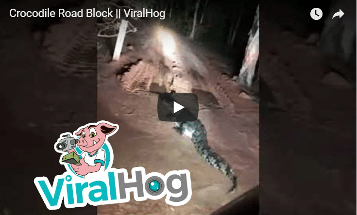 Video Of A Croc Encounter On The Road