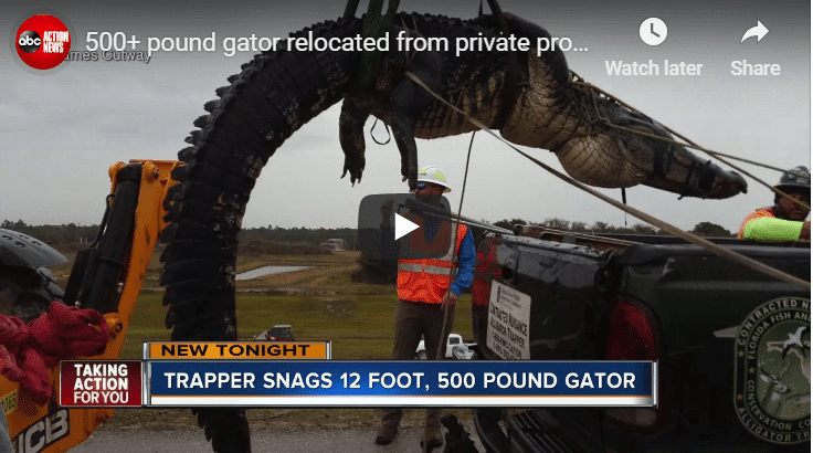 Check Out This Beast Of A Gator Captured In Florida
