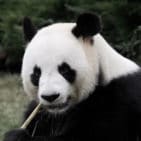 Giant Panda