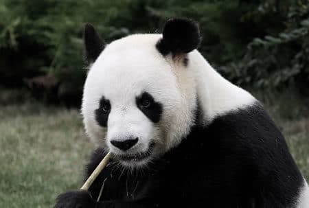 Giant Panda