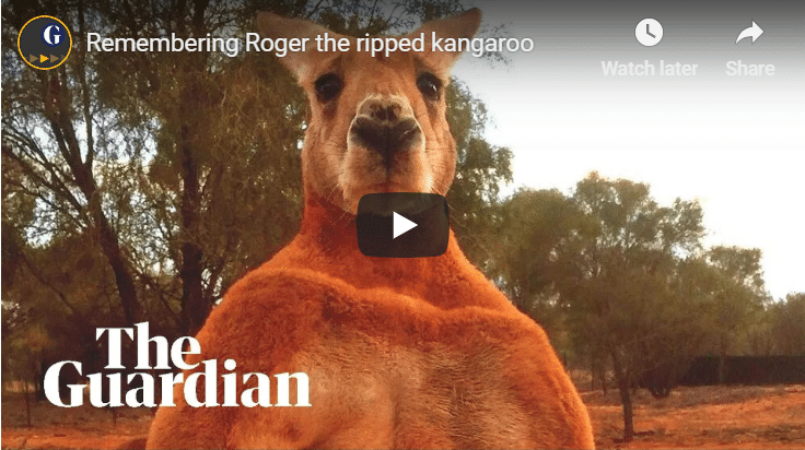 Roger The Boxing Kangaroo Passes Away