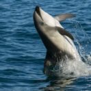 Critically Endangered Right Whales Are Being Protected