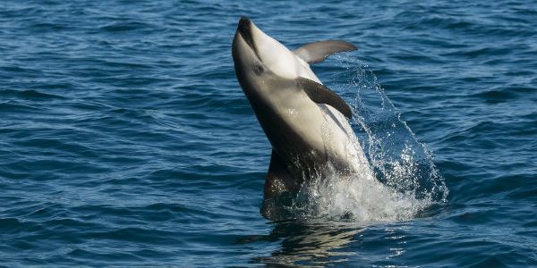 Critically Endangered Right Whales Are Being Protected