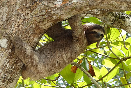 Adopt a Sloth