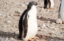 Adopt a Galapagos penguin