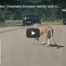 Watch Tourist Family Narrowly Escape Cheetah Attack