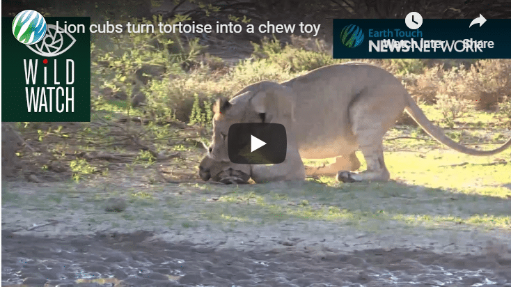 Check Out These Two Lion Cubs Trying To Make A Meal Of A Tortoise