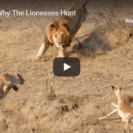 Check Out This Footage Of A Lion Hunt Gone Wrong