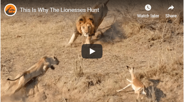 Check Out This Footage Of A Lion Hunt Gone Wrong