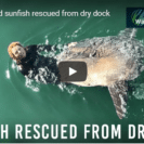 Check Out This Rescue Of Marooned Sunfish