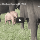 Check Out This Rare Pink Elephant Calf