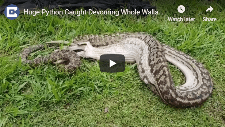 Astonishing Footage Of Python Devouring Wallaby