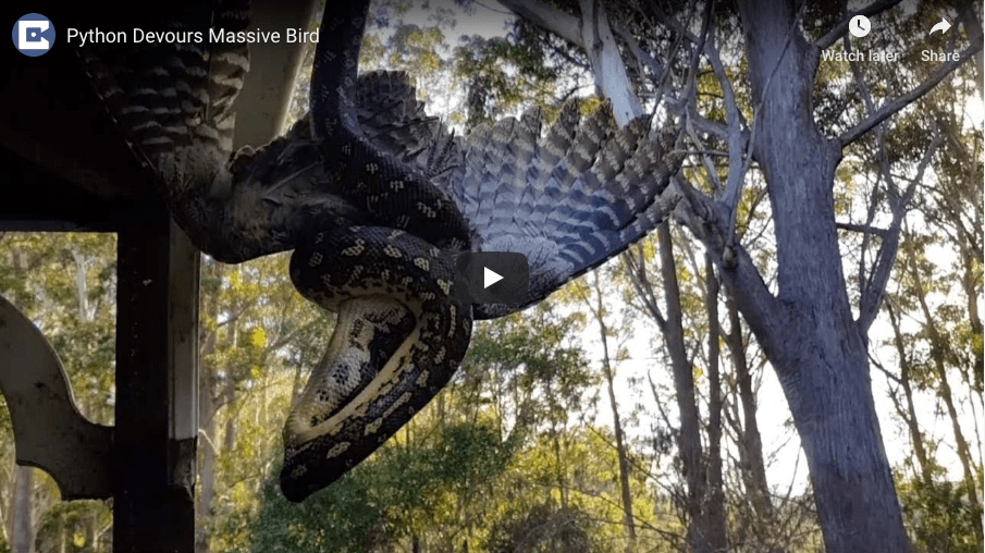 python-devours-min